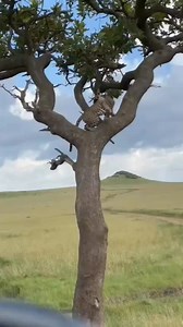 A leopard climbing down from a tree.its as easy as abc.masai mara in kenya. Contact us for safari and excursion | Furaha Sitima Wanje
