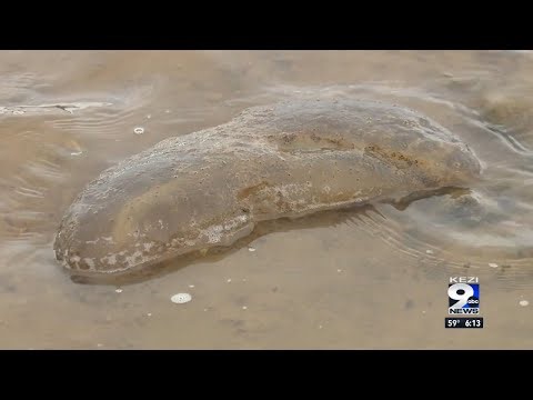 Translucent blobs washing up on lake shores near Cottage Grove