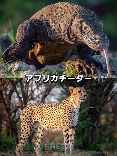 コモドドラゴン vs ネコ科動物 #コモドオオトカゲ #ライオン #トラ #ジャガー #ヒョウ #ピューマ #チーター #動物 #動物対決 #強さ比べ #shorts