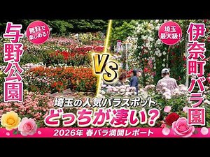 【2026最新】与野公園vs伊奈町バラ園！埼玉の人気バラスポットを1日で巡る 無料の与野公園と最大級の伊奈町、どっちが凄い？バラ祭り