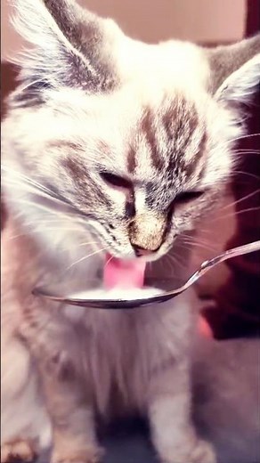 Num num cat #catshorts #cats #funny #meme #viral #trending