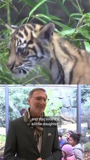 Meet Berlin's new tiger cub Lilly