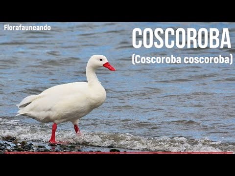 Coscoroba Swan (Coscoroba coscoroba) - Birds # 030