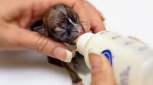 Meet the World's smallest puppy