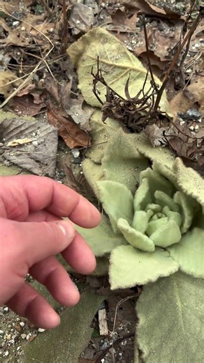 ID Mullein Rosette #Shorts ￼￼￼￼￼