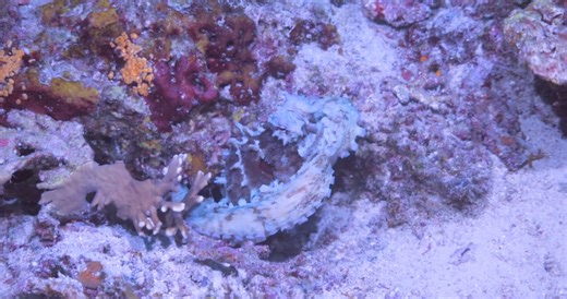 When a Niger trigger thinks it’s time for an octopus snack but comes up empty handed. | Mr. Saltwater Tank