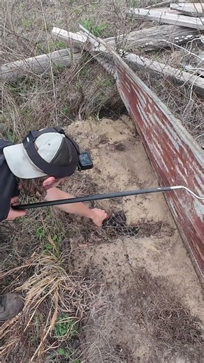 GIANT Rat Snake and more Hiding Under Tin!
