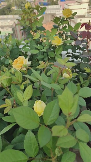 Rose BLOOMING Id. New