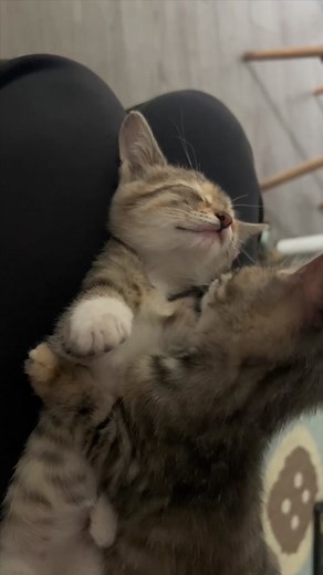 Adorable Kittens Playing Together at Home