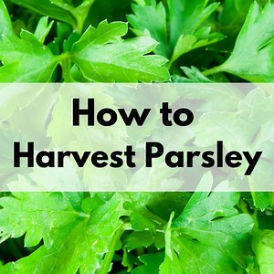 How to Harvest Parsley (without killing the plant)