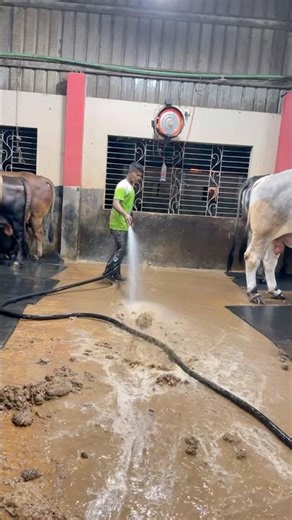 Cleaning the dirt with water at night#cowfarm #dirt #cleaning