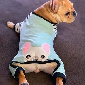 760 reactions · 276 shares | A girls gotta clean , Cute Organic frenchie Pajamas only on Markemart.com SHOP NOW FAST SHIPPING IN USA  https://markemart.com/collections/dog-pajamas | Markemart | Facebook