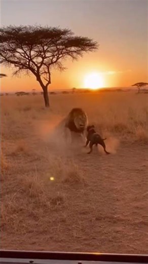 pitbull vs lion #pitbull #lion #wildlife #foryou