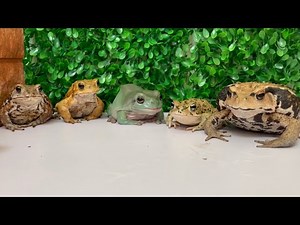 Too lively frog meal！toad&frog. rana y sapo. カエルとヒキガエル