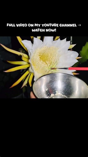 Dragon Fruit Cross-Pollination 🌸 |Hand Pollination Method #dragonfruit #flower #Pollination #shorts