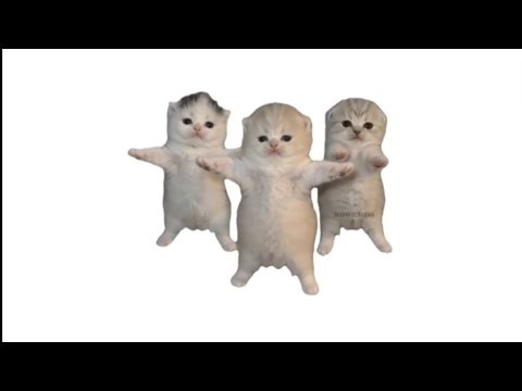 Three Cats Dancing