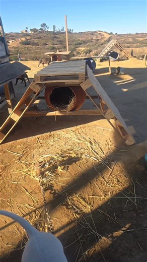 20K views · 486 reactions | What began as an experiment with the first dog house is now a scientific fact. I know what I'm doing now Shoot it took me a while I'm a little slow but I got it 藍 | LUCKY LOPEZ | Facebook