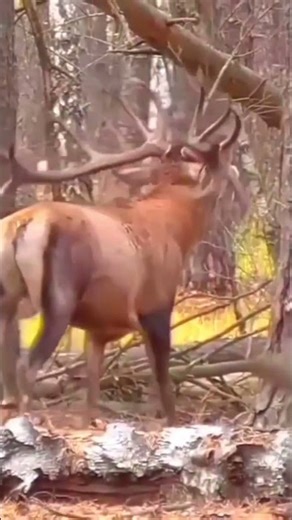 Deer, rutting time #redstag #rutting