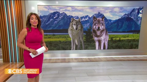 Yellowstone wolves spark debate