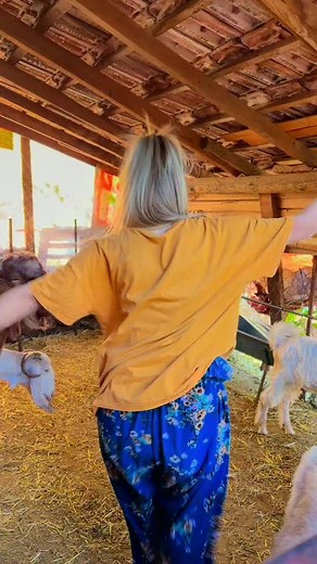 Interacting with Goats in a Cozy Barn Setting