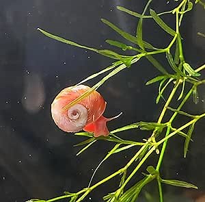 10+Extra+DOA Warranty All RED/Pink Ramshorn Snails - 10+ Extras for Ponds and Freshwater Aquariums - Juvenile Size - by Bubbles Up Aquatics