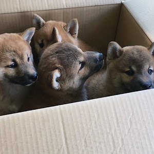 When a cardboard box is the best toy ever 🙌🏼 | Try Not to Laugh