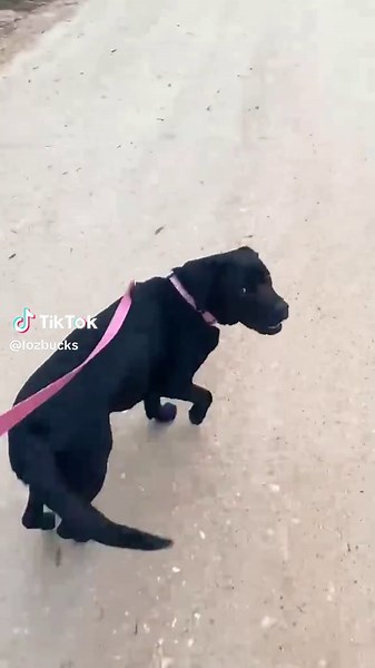 Labrador Sings and Stumbles in Adorable Video