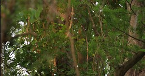 A Barred Owl flying in the wild taking off from a branch. Shot on Red 50fps