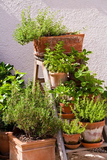 10 best herbs to grow in your garden