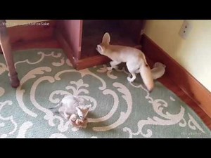 Month Old Fennec Fox Kits are a Handful for Mama Fox