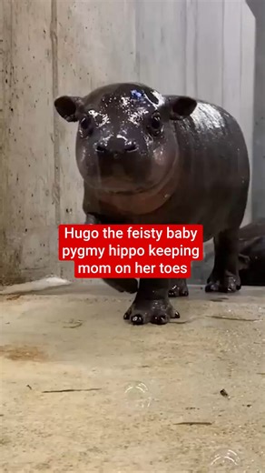 Hugo the feisty baby pygmy hippo keeping mom on her toes. Originally published in October 2025. | The Independent