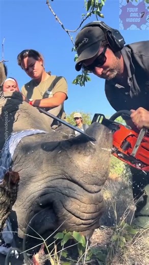 Cara cerdas menyelamatkan badak! #shorts #faktaunik