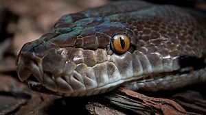 5 Jenis Ular Terbesar di Dunia yang Memiliki Karakteristik Unik