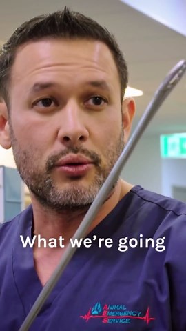 How vets saved a dog from a choking hazard