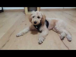 Poodle talking [HD]