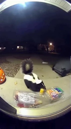 Skunk Knocks Over Trash and Acts Like I Won’t Notice 💀