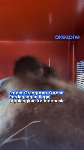 Empat individu orangutan korban perdagangan satwa liar ilegal resmi direpatriasi dari Thailand ke Indonesia melalui kerja sama Kementerian Kehutanan dan Kedutaan Besar Republik Indonesia di Bangkok. Satwa yang dipulangkan terdiri dari *Orangutan Sumatera (*Pongo abelii) dan Orangutan Tapanuli (Pongo tapanuliensis)**, yang sebelumnya menjadi korban perdagangan satwa liar lintas negara. Kedua spesies ini merupakan satwa endemik yang dilindungi dan terancam punah. Langkah tersebut menjadi bagian da