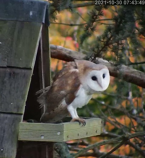 Dancing Barn Owl ??!!