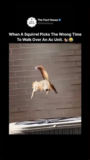 This Squirrel Picked the Worst Time Ever 🐿️⚡
