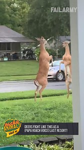 506K views · 1.6K reactions | Wild beasts, vicious animals, and crazy trivia about all of them! | FailArmy | Facebook