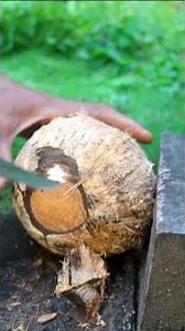 Dredging yellow coconuts from the shell