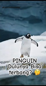 Kenapa Pinguin Kehilangan Kemampuan Terbang?