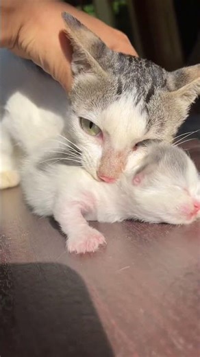 Timelapse cat 1 year 😍 #cat #kitten #timelapse