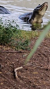 695K views · 8.9K reactions | Gator Bellowing! Turn on Sound! Colorado Gator Farm #alligators #gators | Wild Charles | Facebook