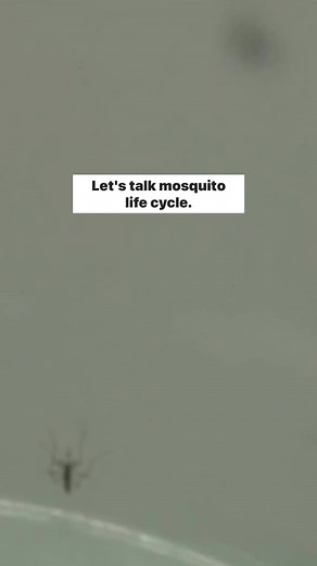1.8K views · 26 reactions | Understanding the mosquito life cycle...