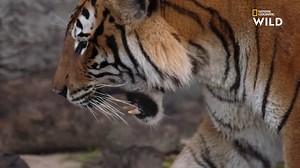 48K views · 1.5K reactions | Les équipes du zoo de Tampa ont réuni Bzui qui est en chaleur et Mata qui semble intéressé afin qu'ils s'accouplent. Il faut rester vigilant, car cela peut être dangereux ! Retrouvez Vétos à travers l'Amérique tous les lundis à 20.45 sur National Geographic Wild, disponible avec Canal+. | Nat Geo Wild France | Facebook