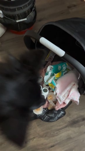 This is Magic's first time experiencing a newborn coming into the house(I will make another video about Saint, who has went through this before and is more experienced as a family dog). As much as it kills me to have her face all in my baby's items, because of germs, I allowed her to do it, and praised her for her curiosity. It's normal your dog is going to wonder who/what thing little living being is, let them explore the smells of a new baby without it being the actual baby. Magic initially di