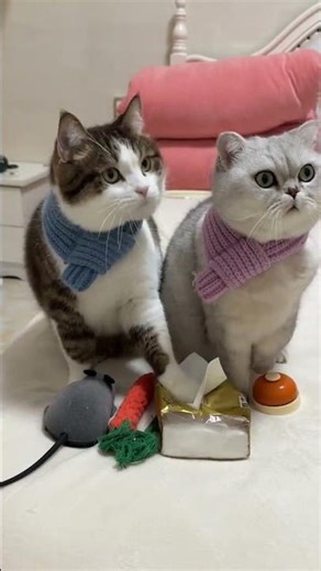 Radish's Repeated Oversight: Tabby's Silver Gradient Adventure