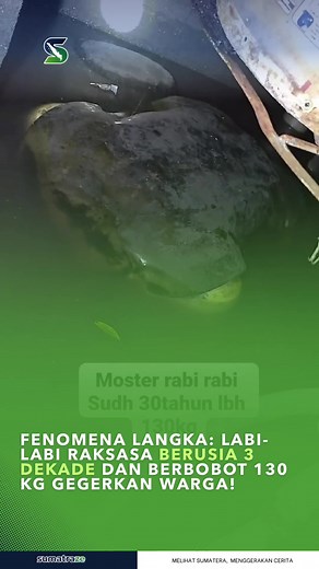 "Fenomena Langka: Labi-labi Raksasa Berusia 3 Dekade dan Berbobot 130 ... | Big Animals