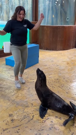 The Reptile Zoo on Instagram: "This Sea Lion is ready for his first mission🙌The sea lions at Fame Park Zoo are the cutest! 😍🦭 Getting a chance to do some tricks with this pup was an amazing experience. It’s no surprise the interaction feels so dynamic, sea lions are renowned for their cognitive abilities, possessing impressive problem-solving skills and a remarkable capacity for understanding complex commands. 🧠💡 In fact, their large brains and advanced social structures allow them to learn